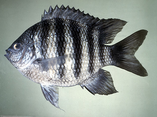 Abudefduf lorenzi